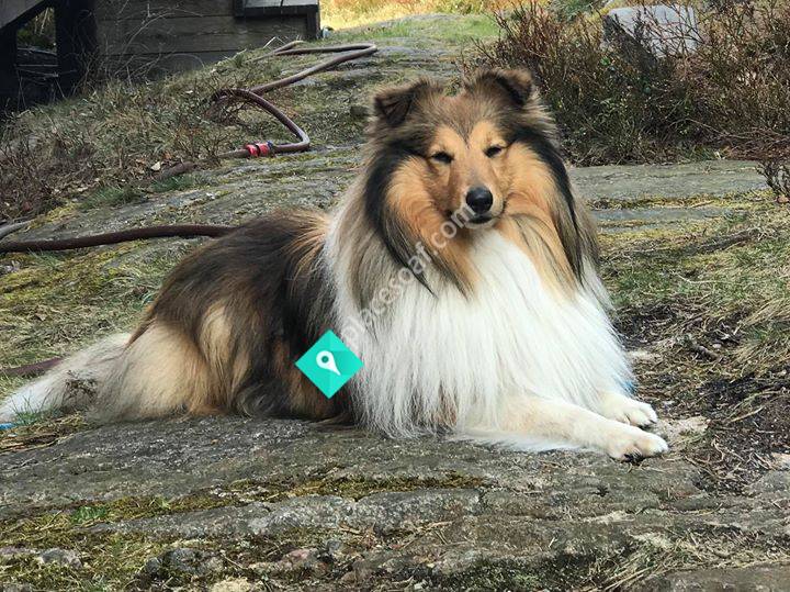 Idavallenfriend's kennel, Agneta Ingvarsson