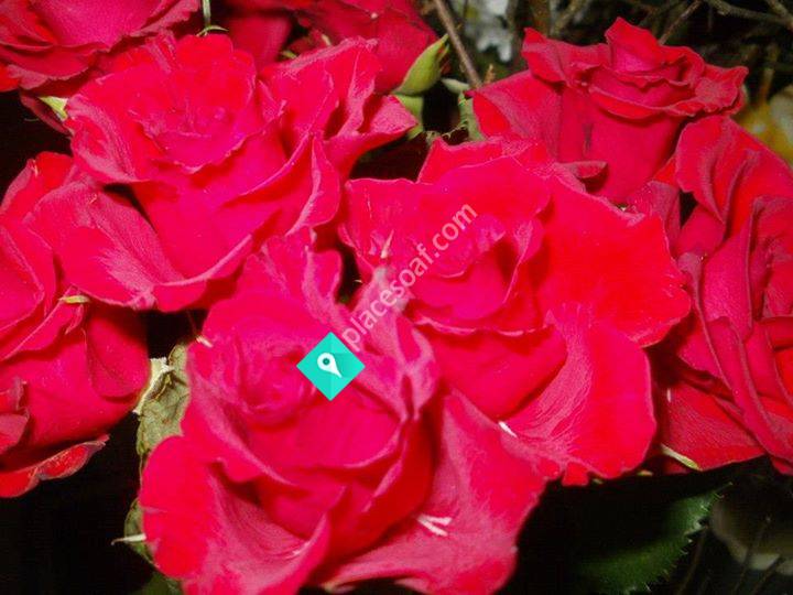 Inger Erikssons Sossesida med Kampsånger ( S )