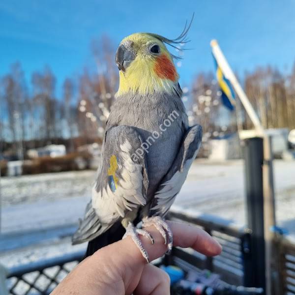 Jourkliniken Hund & Katt i Örebro län AB