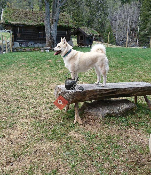 Kennel Eirnibb