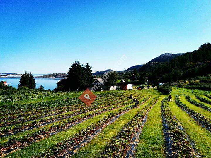 Økologisk frukt Sunde