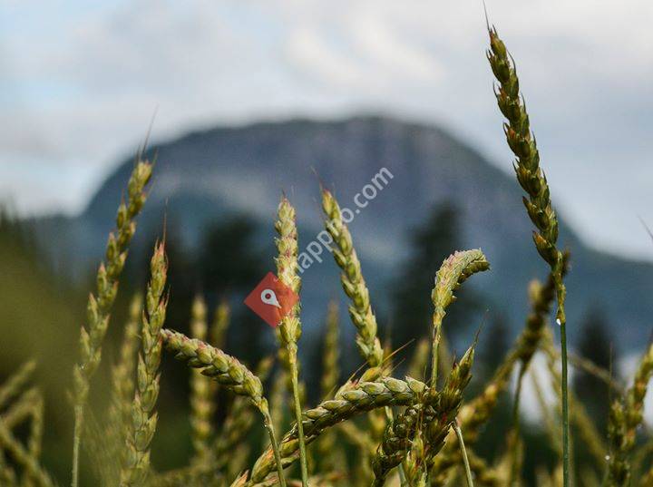 Økologisk Spesialkorn