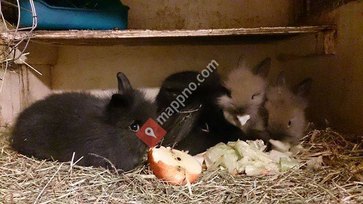 Kongsdelene Kaninoppdrett