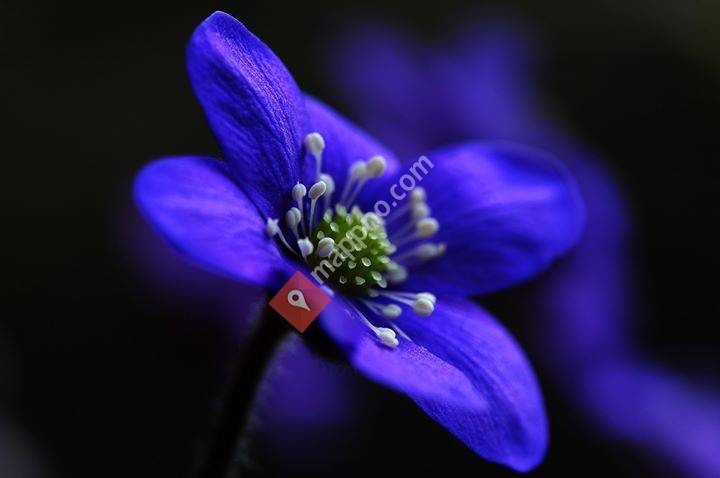 Kongsvinger og omegn lokallag av NFF