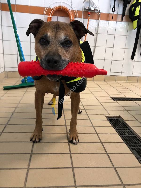 Krokeks veterinärpraktik