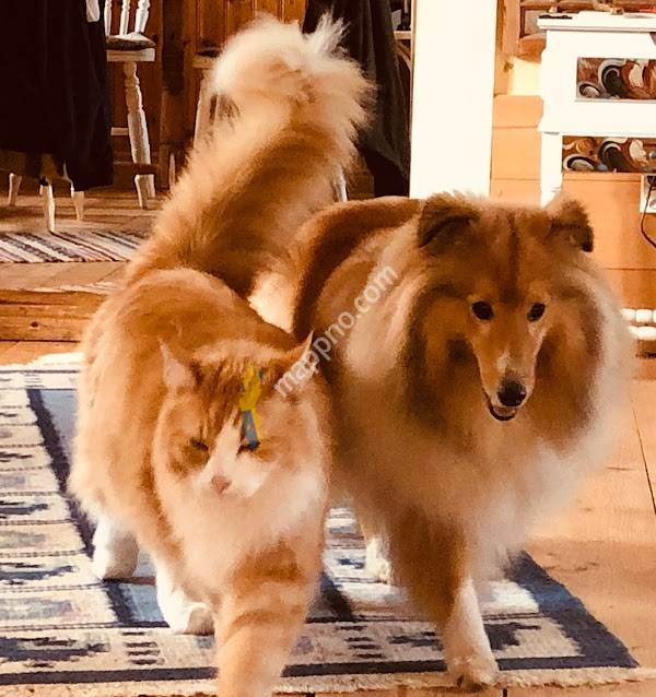 Kungsängens Veterinärklinik AB