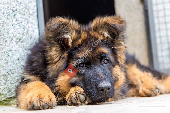 Kvernevollen gård og hundepensjonat