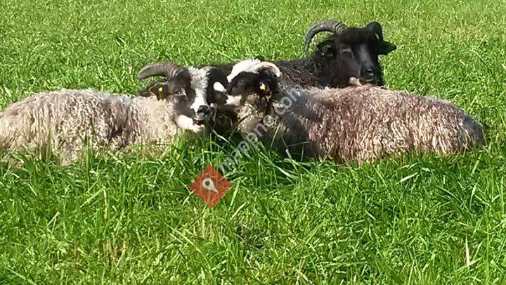 Lammekjøtt av gammelnorsk Spæl