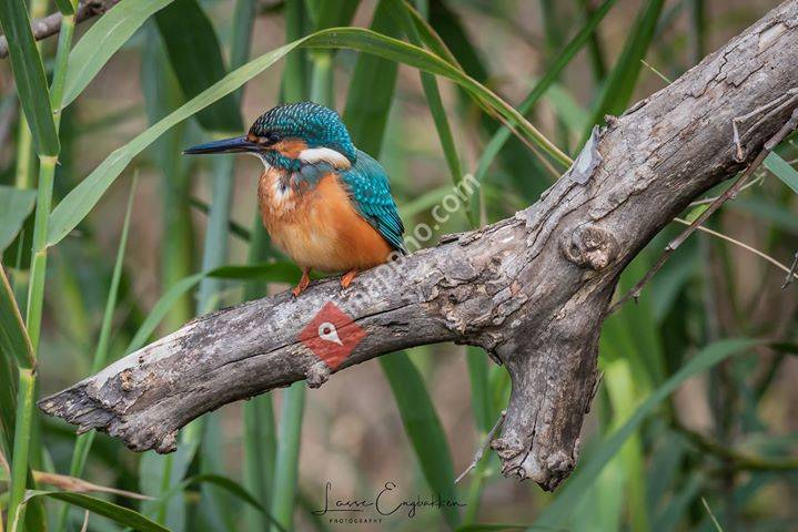 Lasse Engbakken Photography