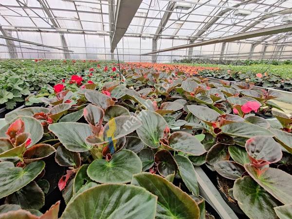 Ljung handelsträdgård i ljung