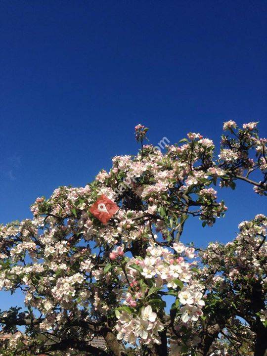 Lundbergs Anleggsgartneri As