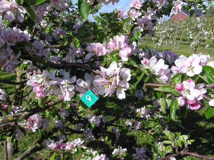 LyngaÖrt ekologisk ört & äppelodling