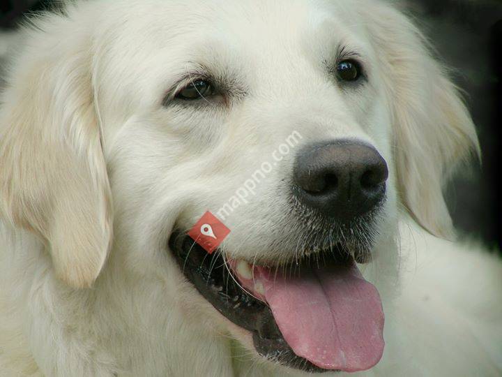 Lyngen Veterinærsenter