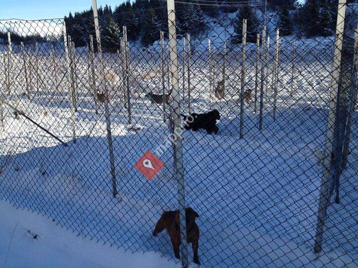 Lyngvær Hundepensjonat