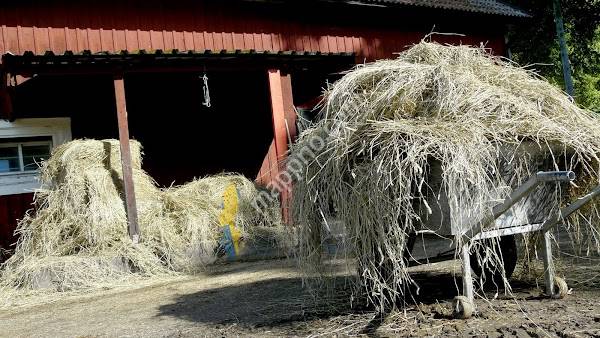 Mälardalens Ridgymnasium