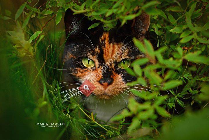 Maria Haugen fotografi