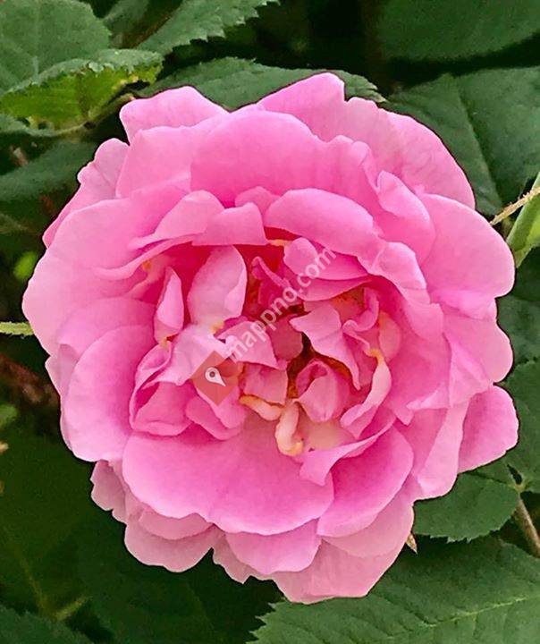 Mathildes blomster & gjenbruks-ide