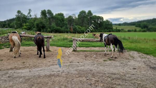 Milåsa Islandshästar