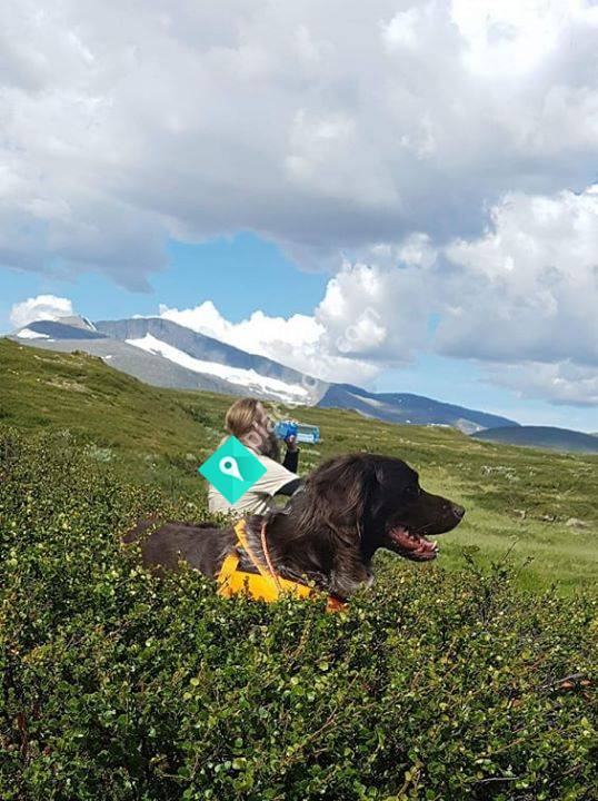 Munsterhusets C Rossi