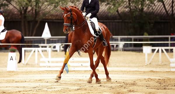 N. Jansson Veterinär