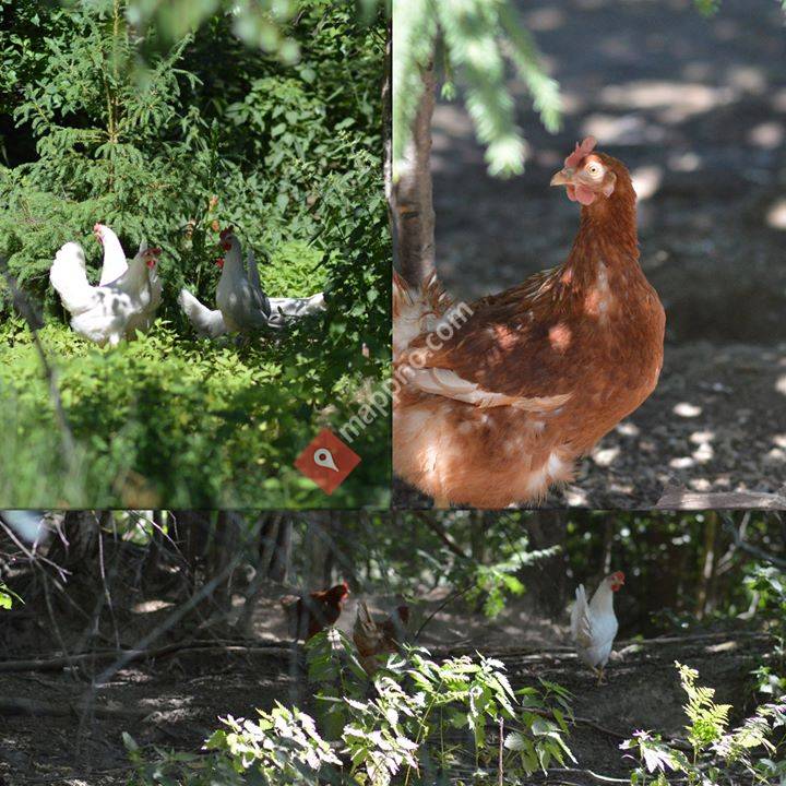 Nedre Skyliholt gård