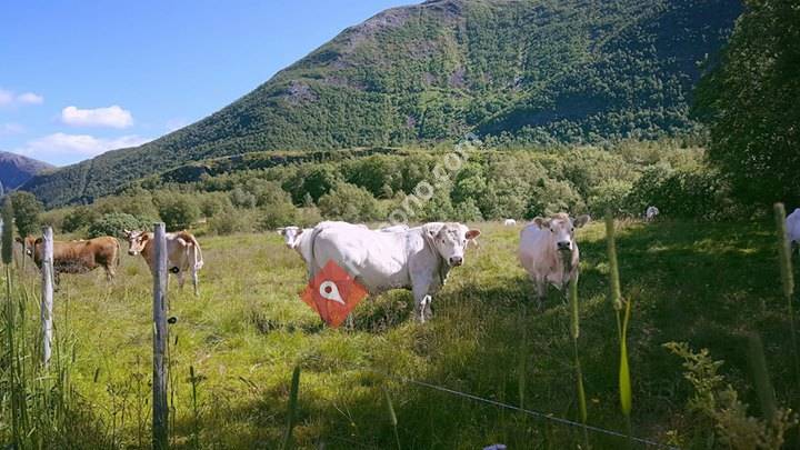 Neppelberg Charolais