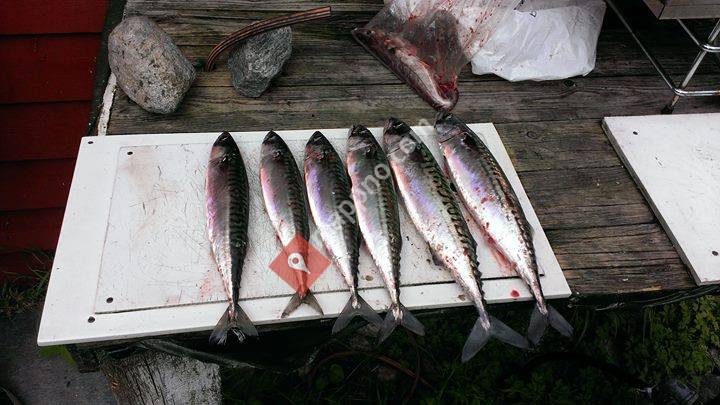 Nesset Fjordcamping Olden