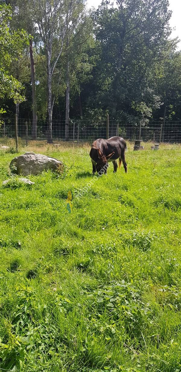 Noas Ark Öppna Förskola