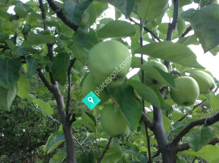 Nordanås Trädgård