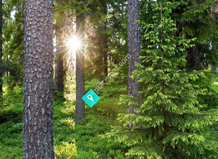 Norra Skogsägarna - VO Örnsköldsvik