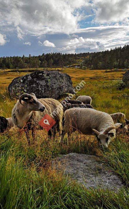 Oppistog villsaukjøtt