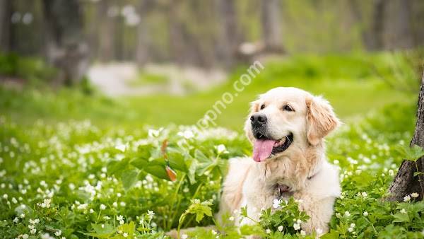 Pets Dyrebutikken Sogndal