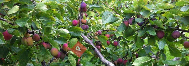 Plommer fra Solbakken på Longerak