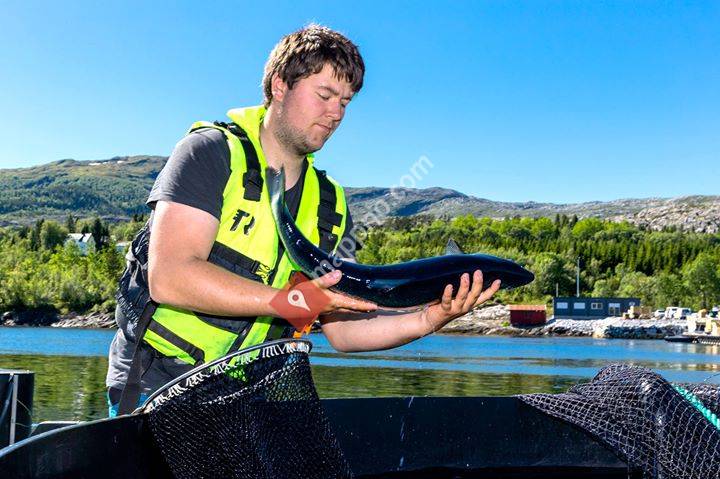 Sør Helgeland Opplæringskontor