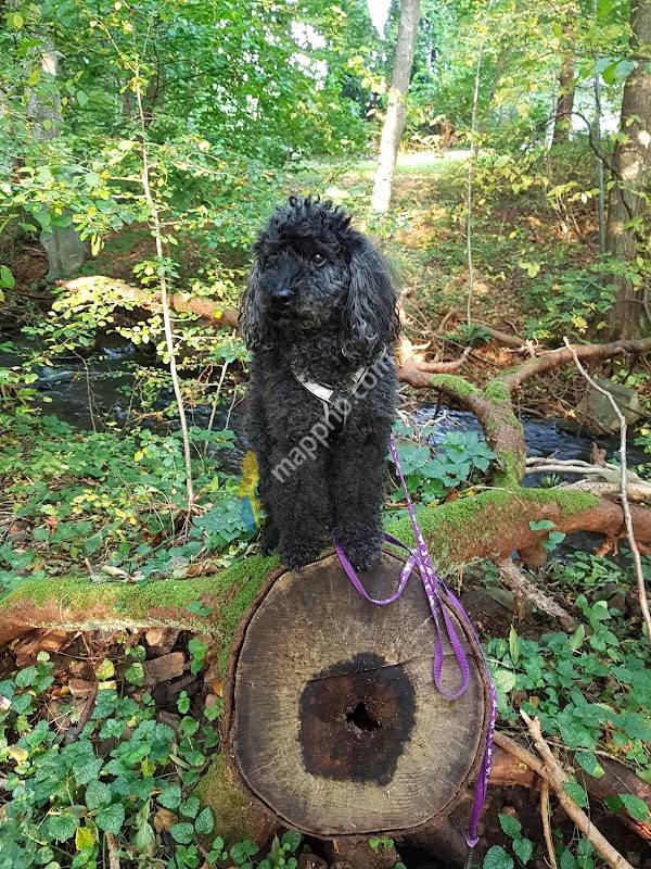 Särskilt boende Forsalid