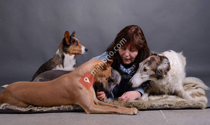 Salten Hund - Atferd og Trening