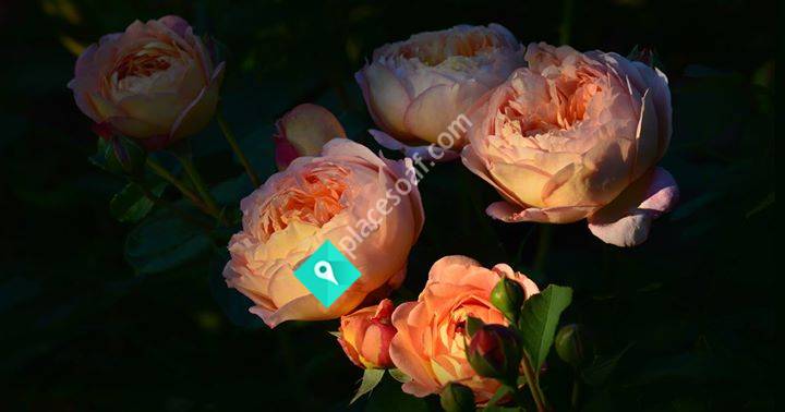 Sara Brenne Art Work and Garden / Nyhagens trädgård