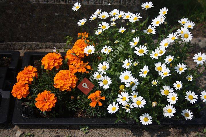 Skafså Gartneri og Hageland As