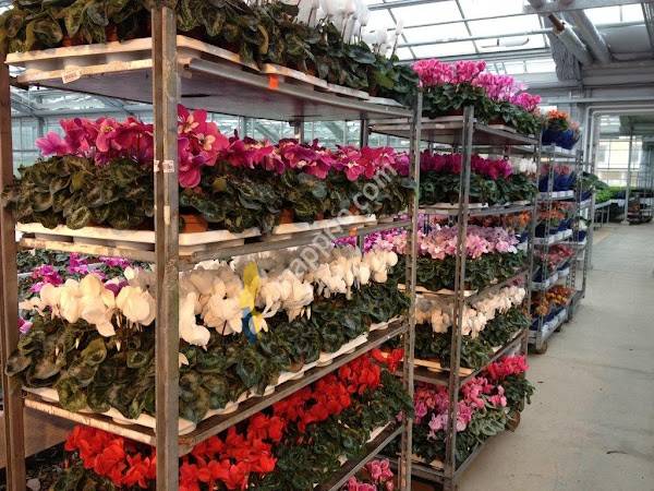 Skalleberg Handelsträdgård HB