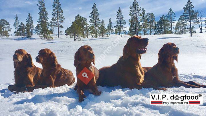 Skikkeli' hoinnjfôr - V.I.P dogfood