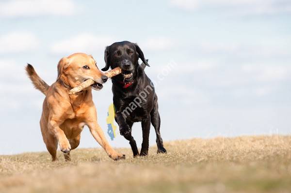 Smådjursveterinären Åmål-Säffle Evidensia (Åmål)
