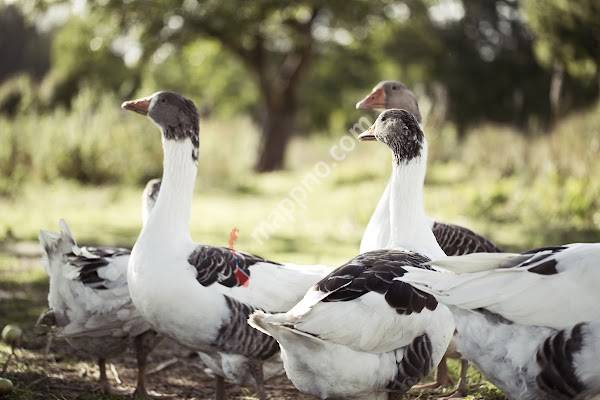 Smaalensgås fra Østfold
