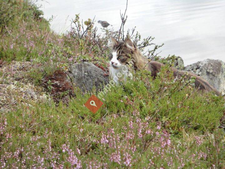 Solbakken i Smådøl