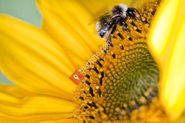 Solblomsten Steinerbarnehage