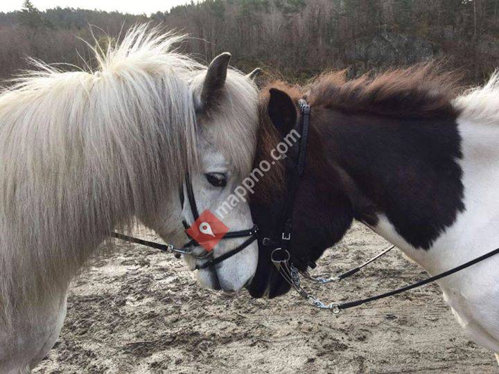 Solheim Islandshestgård