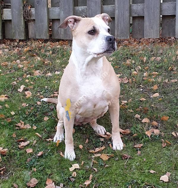 Sollentuna Djurklinik