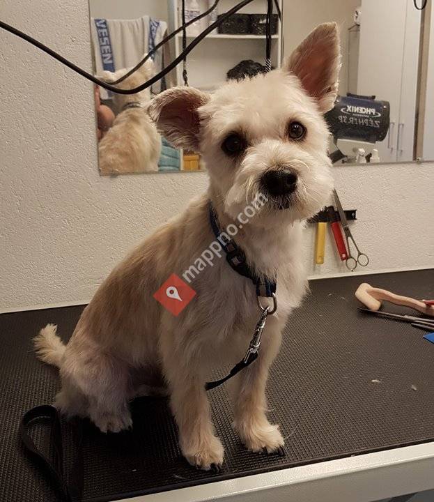 Solveig Hundefrisør