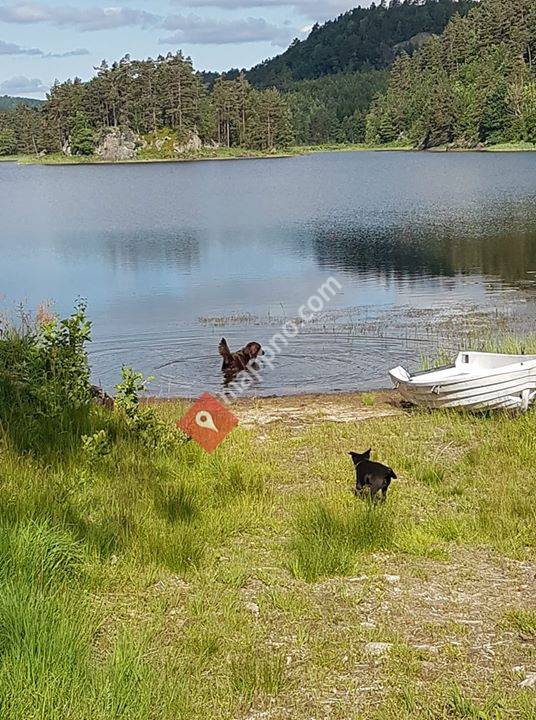 Songdalen Dyrepensjonat