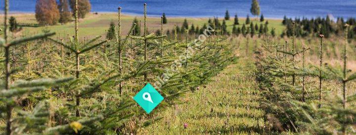 Sörbacksjö Julgranar