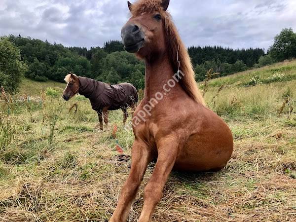 Stall Riple Islandshest